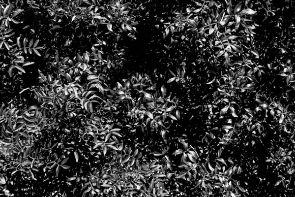 black and white tree leaves, full frame background