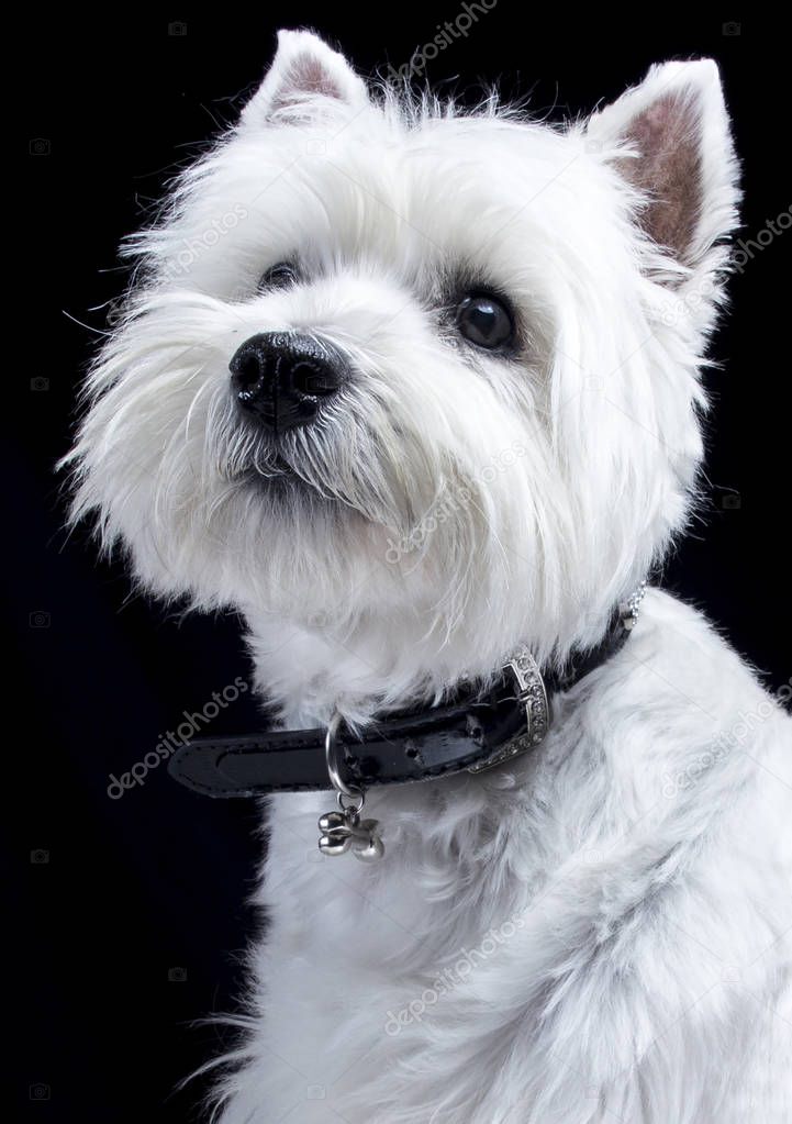 little white Roseneath Terrier dog in studio 