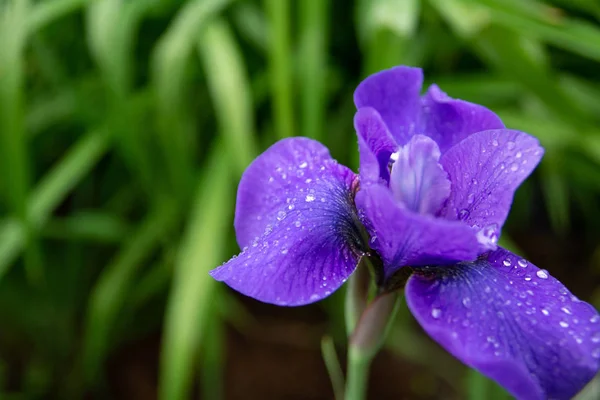 Purple Iris Raindrops — Stock Photo, Image