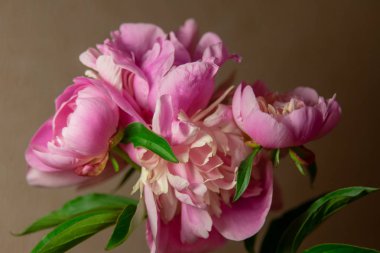 Şakayıklarla dolu bir hayat