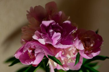 Şakayıklarla dolu bir hayat