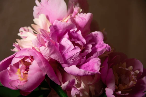 Belles Pivoines Roses Fleurs — Photo