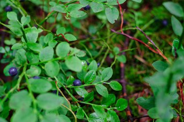 yaban mersini çalı