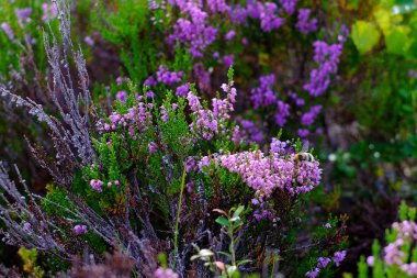 vahşi çiçekler üzerinde bir arı