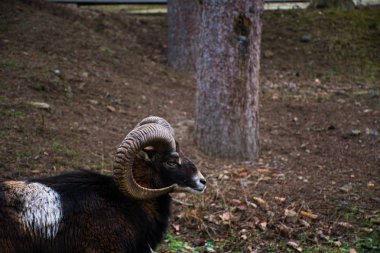 bir ormandaki kunduzdan oluşur