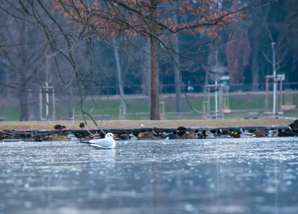 Mouette Assise Sur Lac Gelé — Photo