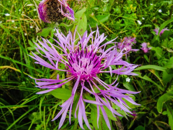 Çayır Portre Üzerinde Pembe Çiçek — Stok fotoğraf