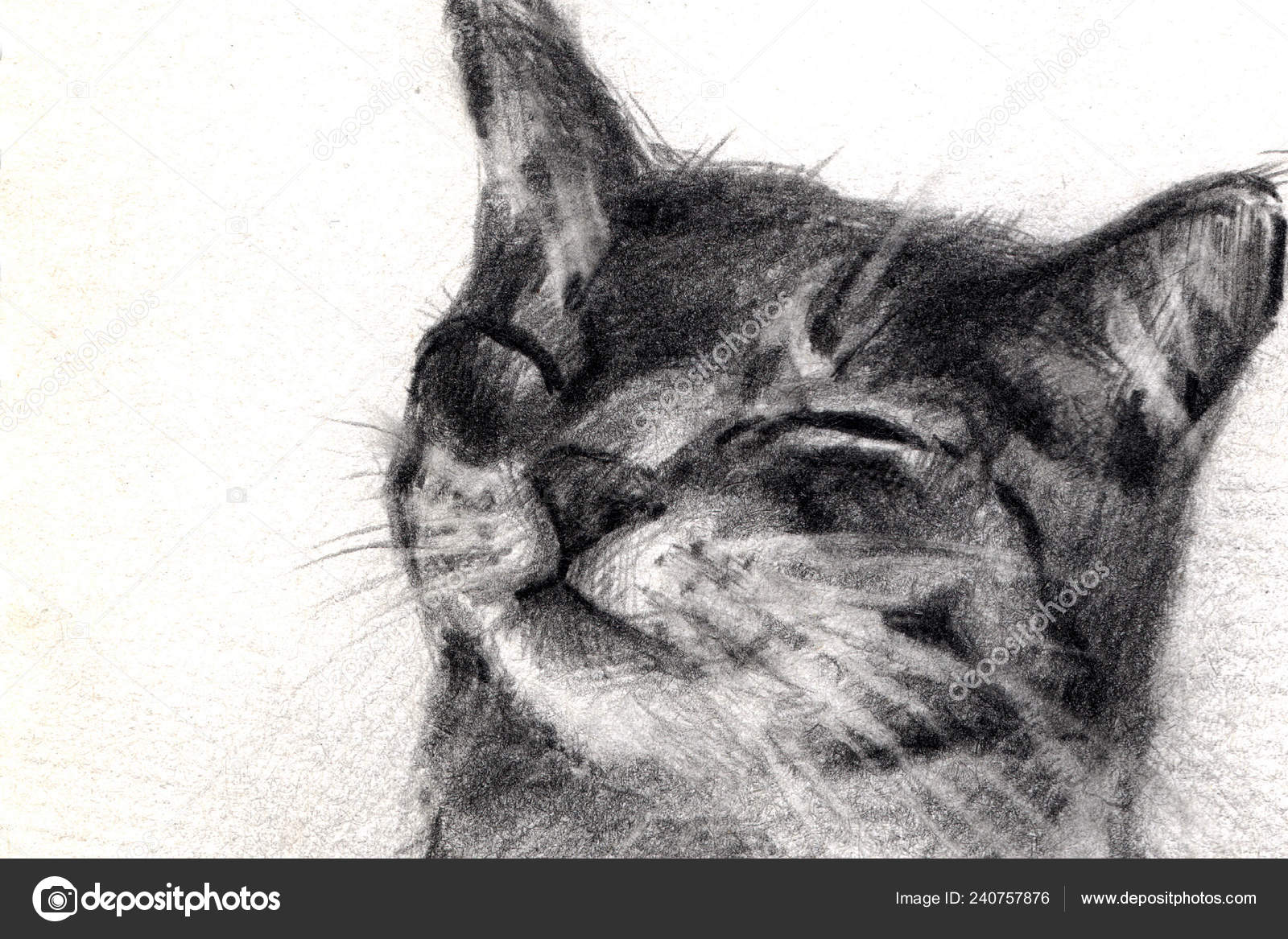 Dessin Chat Avec Crayon Photographie Nadinart 240757876
