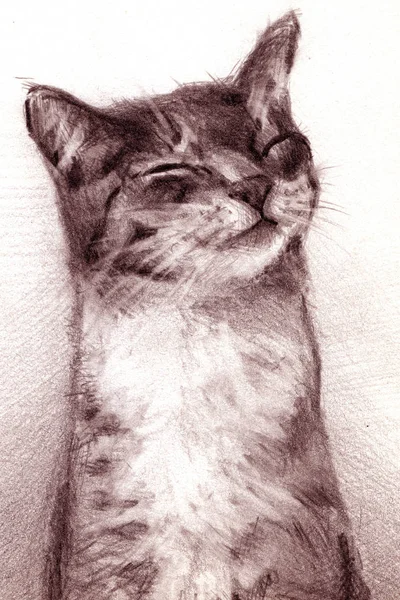 Bir Kedi Bir Kalemle Çizim — Stok fotoğraf