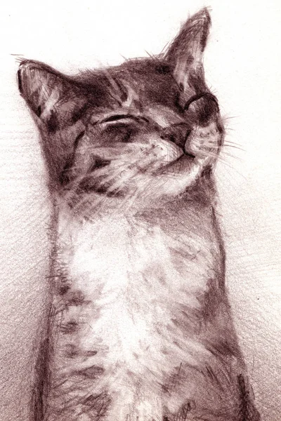 Bir kedi bir kalemle çizim