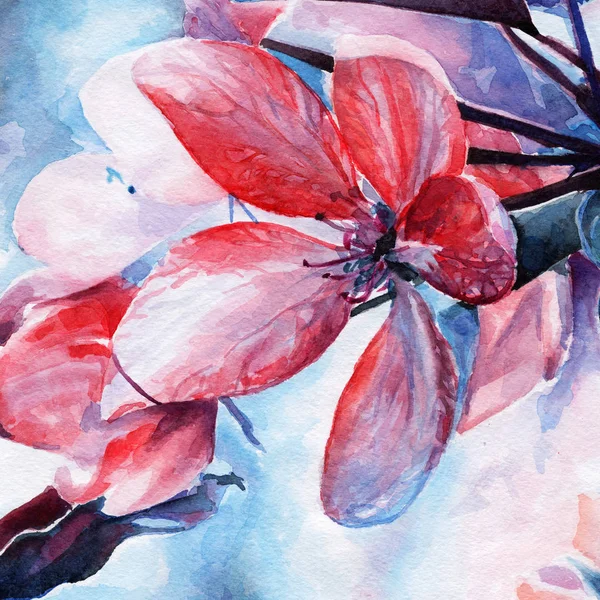 Cherry blossoms. spring bloom. flower and leaves. watercolor