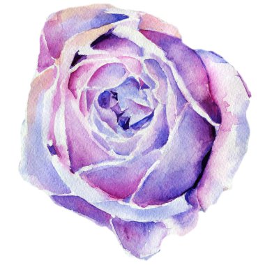 gül suluboya. kök. arka plan