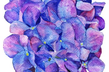 Ortanca suluboya çiçek. İlkbahar yaz. arka plan