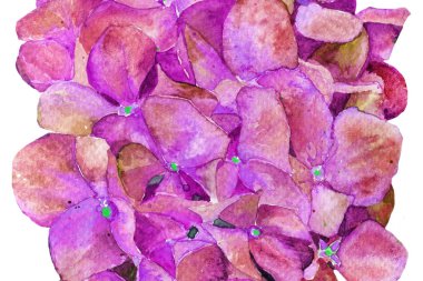 Ortanca suluboya çiçek. İlkbahar yaz. arka plan