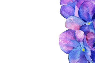 Ortanca suluboya çiçek. İlkbahar yaz. arka plan