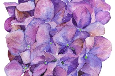 Ortanca suluboya çiçek. İlkbahar yaz. arka plan