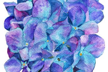 Ortanca suluboya çiçek. İlkbahar yaz. arka plan