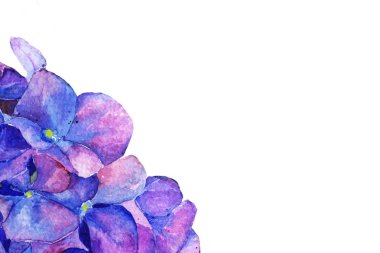 Ortanca suluboya çiçek. İlkbahar yaz. arka plan