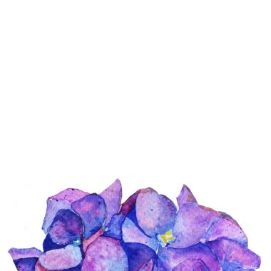 Ortanca suluboya çiçek. İlkbahar yaz. arka plan