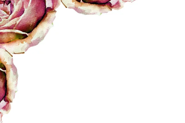 玫瑰水彩 — 图库照片