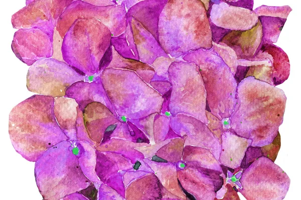 Hortensia Aquarel Bloemen Lente Zomer Achtergrond — Stockfoto