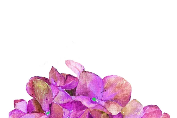 Hortenzie Akvarelu Květy Jaro Léto Pozadí — Stock fotografie