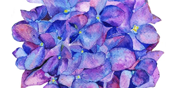 Hortensia Aquarel Bloemen Lente Zomer Achtergrond — Stockfoto