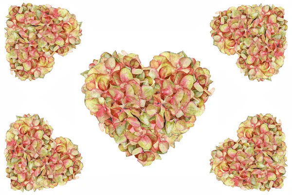 San Valentino Amore Valentino Acquerello Ortensia Primavera Cuore Fiori — Foto Stock