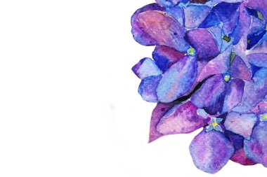 Ortanca suluboya çiçek. İlkbahar yaz. arka plan