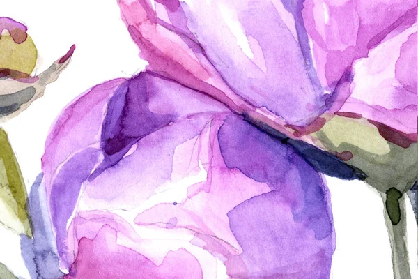 Пионы Акварелью Фоновые Цветы — стоковое фото