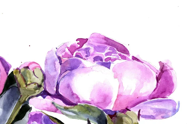 牡丹水彩画背景の花 — ストック写真