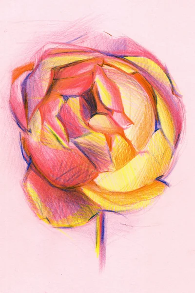 Pivoine Avec Crayons Couleur Contexte — Photo