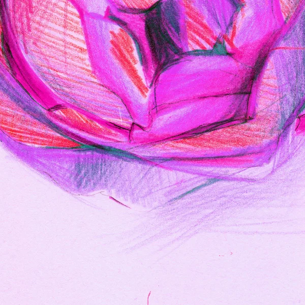 Peony Colored Pencils Background — 스톡 사진