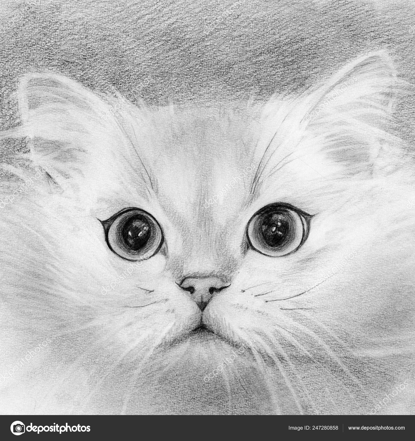Featured image of post Pencil Drawing Images Of Cat : 22,000+ vectors, stock photos &amp; psd files.