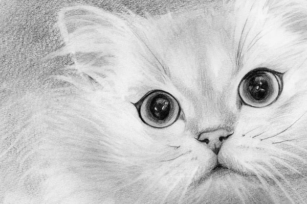 fluffy white cat. pencil drawing. wool