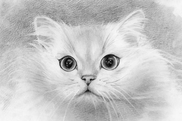 Chat Blanc Moelleux Dessin Crayon Laine — Photo