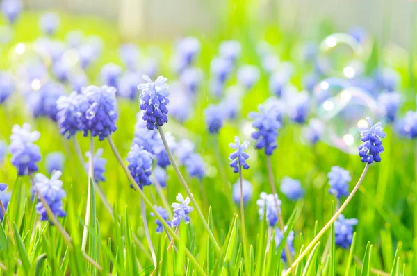 Viele Traubenhyazinthen oder Muscari latifolium botryoides Blumenzwiebeln, die im Frühling blau blühen Stockbild