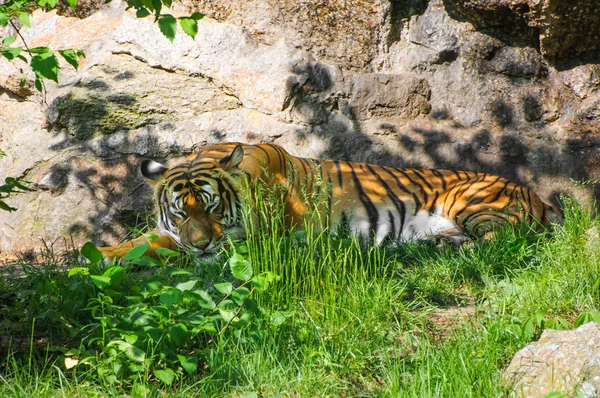 Sleeping tiger relaxing in grass and shadow — Stock Photo, Image