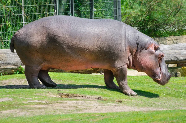 Flodhäst eller hippo på gräsmattan. Sidovy — Stockfoto