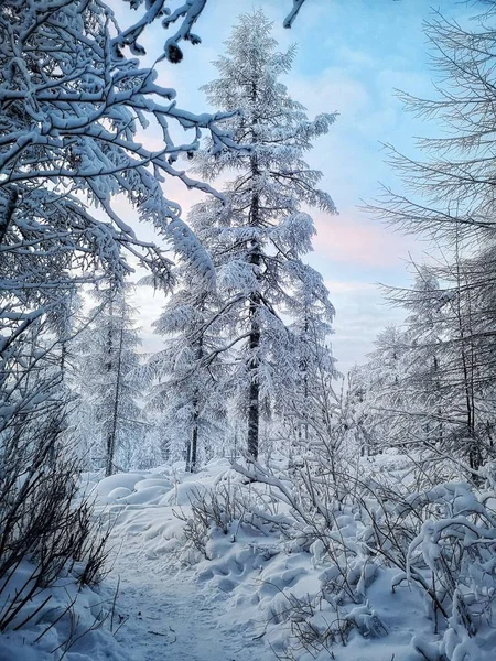 冷ややかな夕日 ヤクーチア ロシア — ストック写真