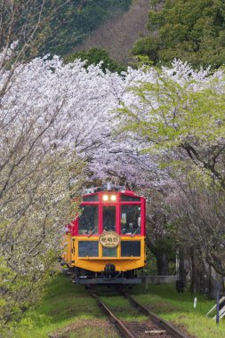 Kyoto, Japonya - Nisan 06: Sakano romantik tren, dağ geçidi sakura tünel boyunca 06 Nisan 2016 üzerinde çalışan bir gezi retro Tren 
