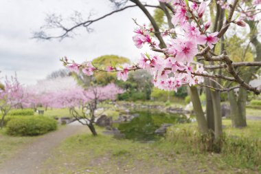 Çiçek açan sakura ağacı Bahçe veya park. Bahar doğa.