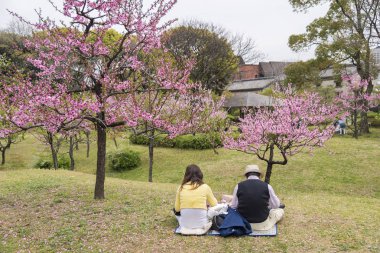 turist rahatlatıcı ve Osaka city, Japonya genel parkta Sakura kiraz çiçekleri ile ilgilenen keyfini çıkarın