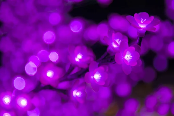 Led Flower Garden Bokeh — Stock Photo, Image