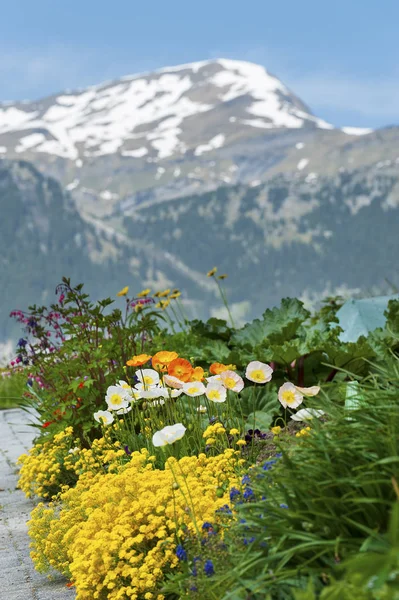 花畑山スイスでアルプスを背景と — ストック写真