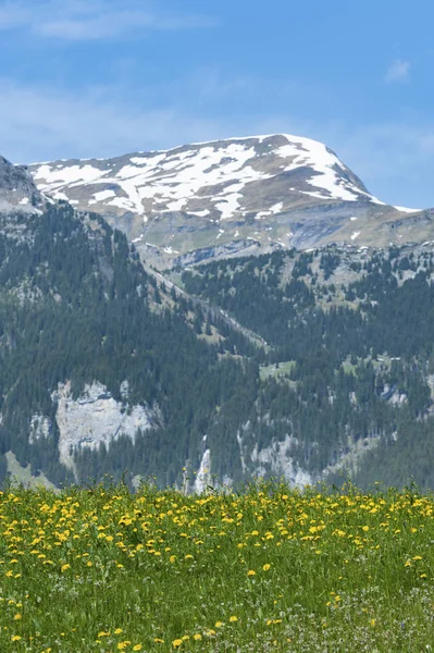 Wiese Und Blumenfeld Mit Alpiner Bergkulisse Der Schweiz — Stockfoto