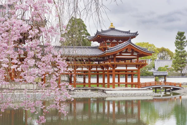 Japonya, Kyoto, Uji 'deki Byodo-in Budist tapınağında çiçek açan sakura ağacı.