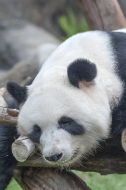 Uyuyan dev bir panda.