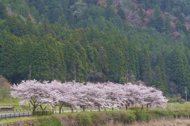 Kiraz veya Sakura çiçekleri Kyoto, Japonya