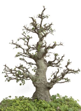 İzole Bonsai çam ağacı